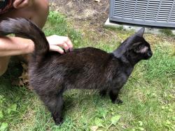 Lost Male Cat last seen East Caston, Akron, OH 44319