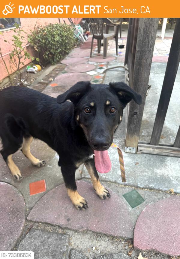 Found/Stray Female Dog last seen Clayton Road/Squire Dr, San Jose, CA 95133
