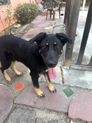 Found/Stray Female Dog last seen Clayton Road/Squire Dr, San Jose, CA 95133