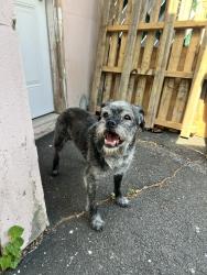 Lost Male Dog last seen Campfeild Street & Berkshire Place, Irvington, NJ 07111