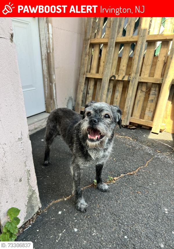 Lost Male Dog last seen Campfeild Street & Berkshire Place, Irvington, NJ 07111