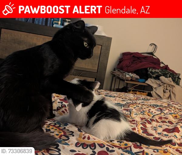 Lost Female Cat last seen Acoma and 51st, Glendale, AZ 85306