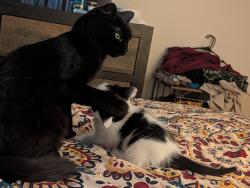 Lost Female Cat last seen Acoma and 51st, Glendale, AZ 85306