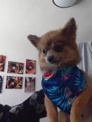 Reunited Female Dog last seen Puget sound ave, Tacoma, WA 98402