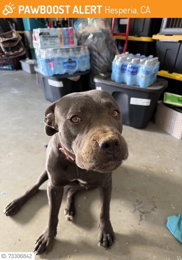 Found/Stray Female Dog last seen Ranchero rd & Cottonwood, Hesperia, CA 92345