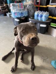Found/Stray Female Dog last seen Ranchero rd & Cottonwood, Hesperia, CA 92345