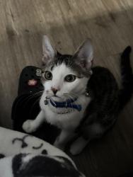Lost Male Cat last seen Lamberton st, new jersey, Trenton, NJ 08611