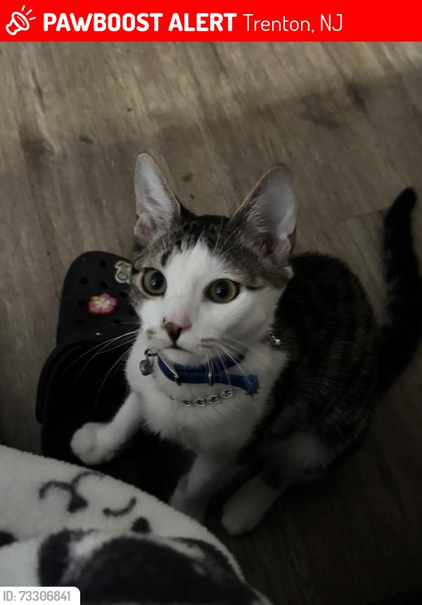 Lost Male Cat last seen Lamberton st, new jersey, Trenton, NJ 08611