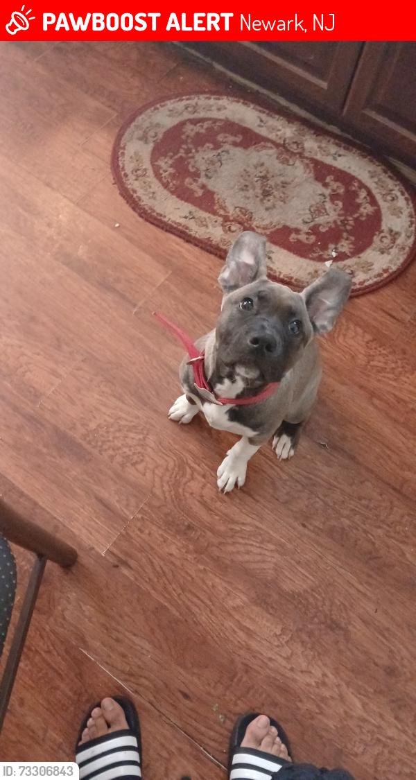 Lost Female Dog last seen East orange, Newark, NJ 07106