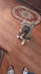 Lost Female Dog last seen East orange, Newark, NJ 07106