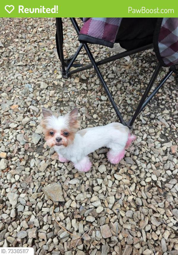 Reunited Female Dog last seen Fraser Hwy and 232 st langley,bc, Langley Township, BC V2Z 2R3