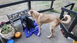 Reunited Female Dog last seen Near Vista Terrace, Blaine, WA, Blaine, WA 98230