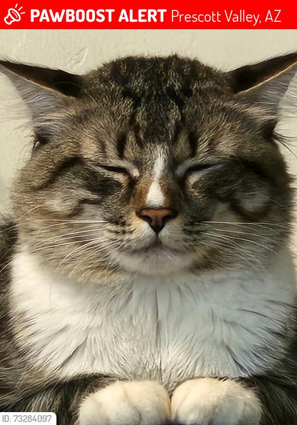 Lost Male Cat last seen N Robert rd and Spouse Prescott valley, Prescott Valley, AZ 86314