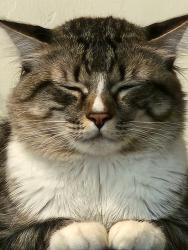 Lost Male Cat last seen N Robert rd and Spouse Prescott valley, Prescott Valley, AZ 86314