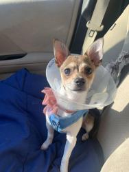 Reunited Male Dog last seen Village Point Lake Drive, Clemmons, NC 27012, USA, Clemmons, NC 27012