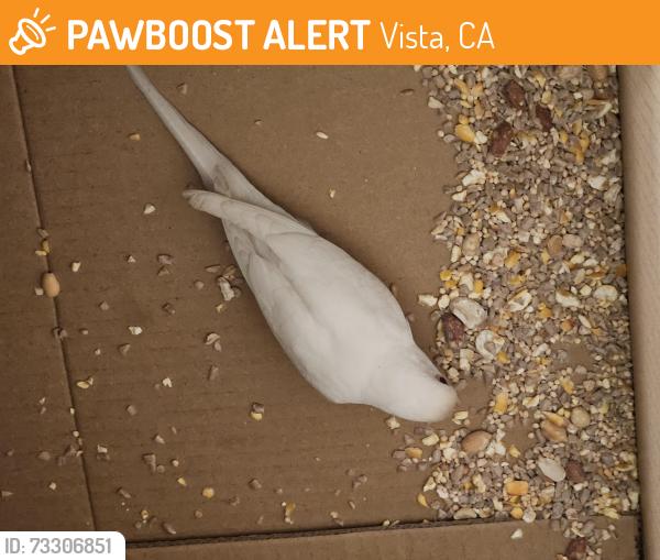 Found/Stray Unknown Bird last seen Bengal Terrace Park, Vista, CA 92084