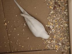 Found/Stray Unknown Bird last seen Bengal Terrace Park, Vista, CA 92084