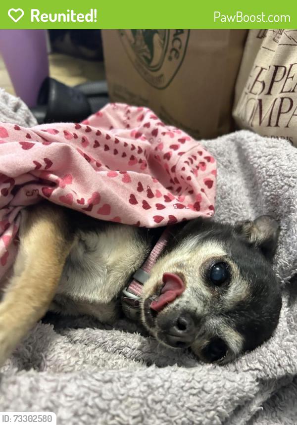 Reunited Female Dog last seen 62nd Street and Shattuck Ave, Oakland, CA 94609