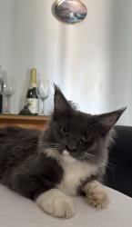 Reunited Male Cat last seen Near Woodton Ave, Bakersfield, CA 93313