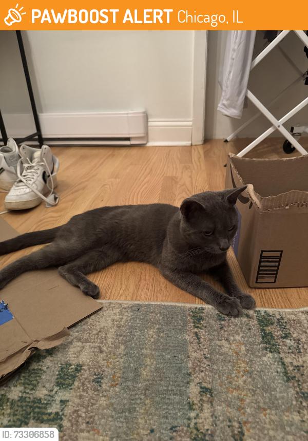 Found/Stray Male Cat last seen Jewel Osco on Division by Seward Park, Chicago, IL 60610