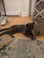 Found/Stray Male Cat last seen Jewel Osco on Division by Seward Park, Chicago, IL 60610
