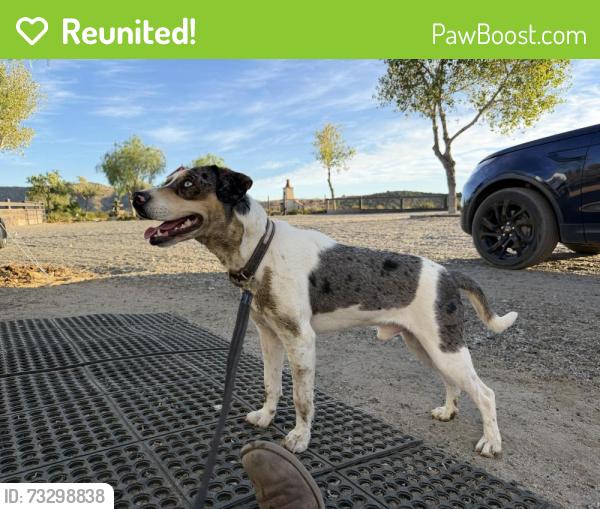 Reunited Male Dog last seen Juniper and Quail, Santa Clarita, CA 91390