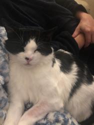 Lost Male Cat last seen Rossmount and Hazelwood Court, Moncton, NB E1G 3V9