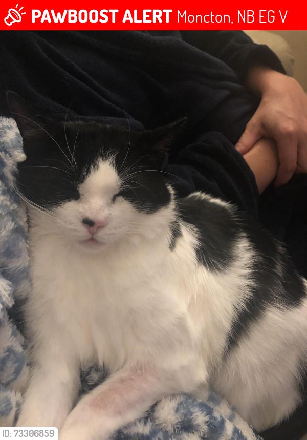 Lost Male Cat last seen Rossmount and Hazelwood Court, Moncton, NB E1G 3V9