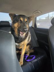 Found/Stray Male Dog last seen 90th and Compton, Florence-Graham, CA 90002