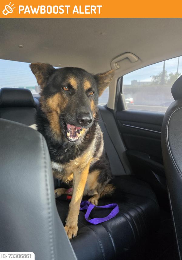 Found/Stray Male Dog last seen 90th and Compton, Florence-Graham, CA 90002