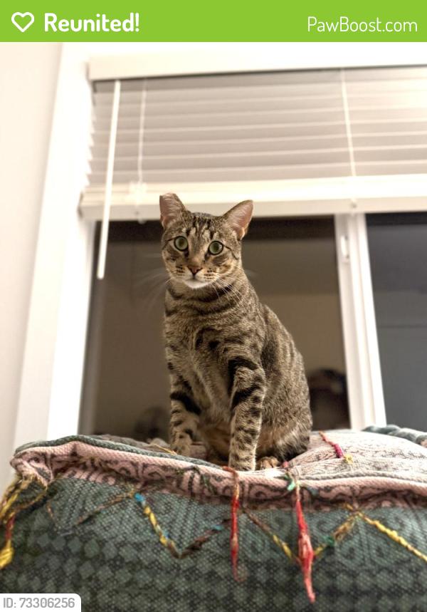 Reunited Male Cat last seen Near block of Lahoud Dr, Encinitas, CA 92007