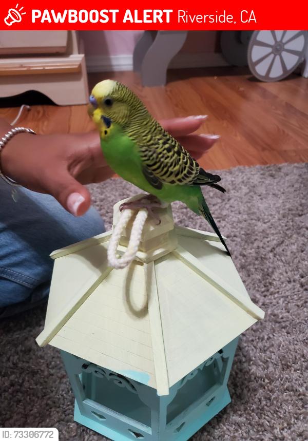 Lost Male Bird last seen Near MADRONA ROAD RIVERSIDE CA 92504, Riverside, CA 92504