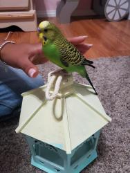Lost Male Bird last seen Near MADRONA ROAD RIVERSIDE CA 92504, Riverside, CA 92504