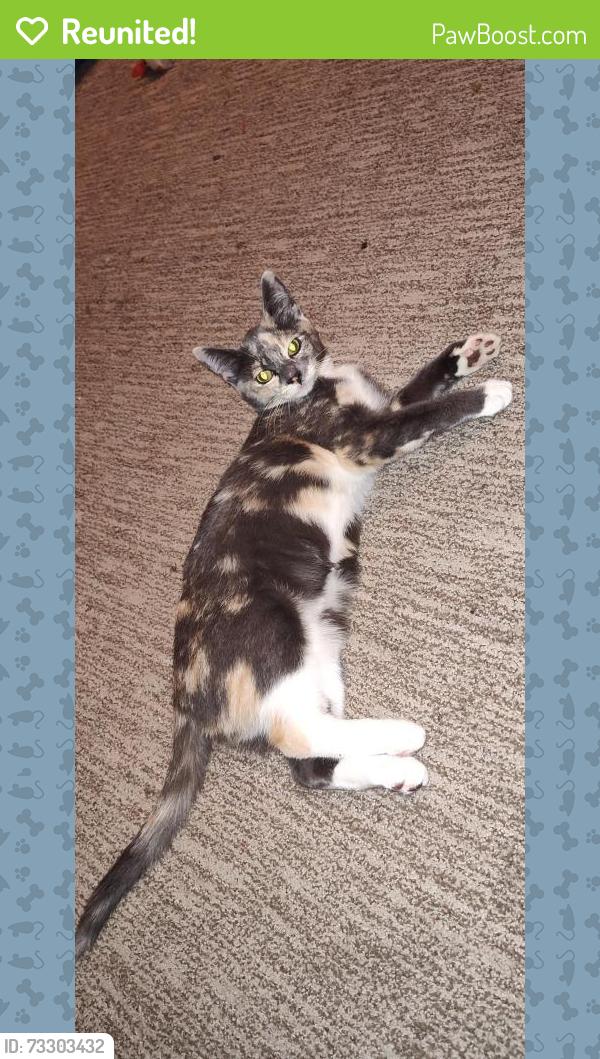 Reunited Female Cat last seen 61st and Broadway, Everett, WA 98203