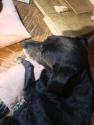 Reunited Female Dog last seen Near Town West Elementary School, Sugar Land, TX 77498