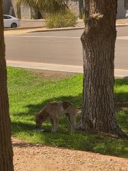 Found/Stray Male Dog last seen Broadway and the 101 last seen between broad way and apache blvd, Tempe, AZ 85281