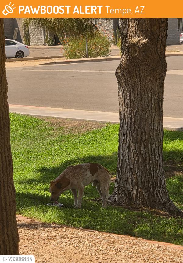 Found/Stray Male Dog last seen Broadway and the 101 last seen between broad way and apache blvd, Tempe, AZ 85281