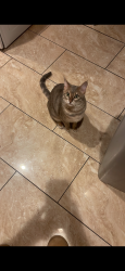 Lost Female Cat last seen Harris st Compton, Compton, CA 90220