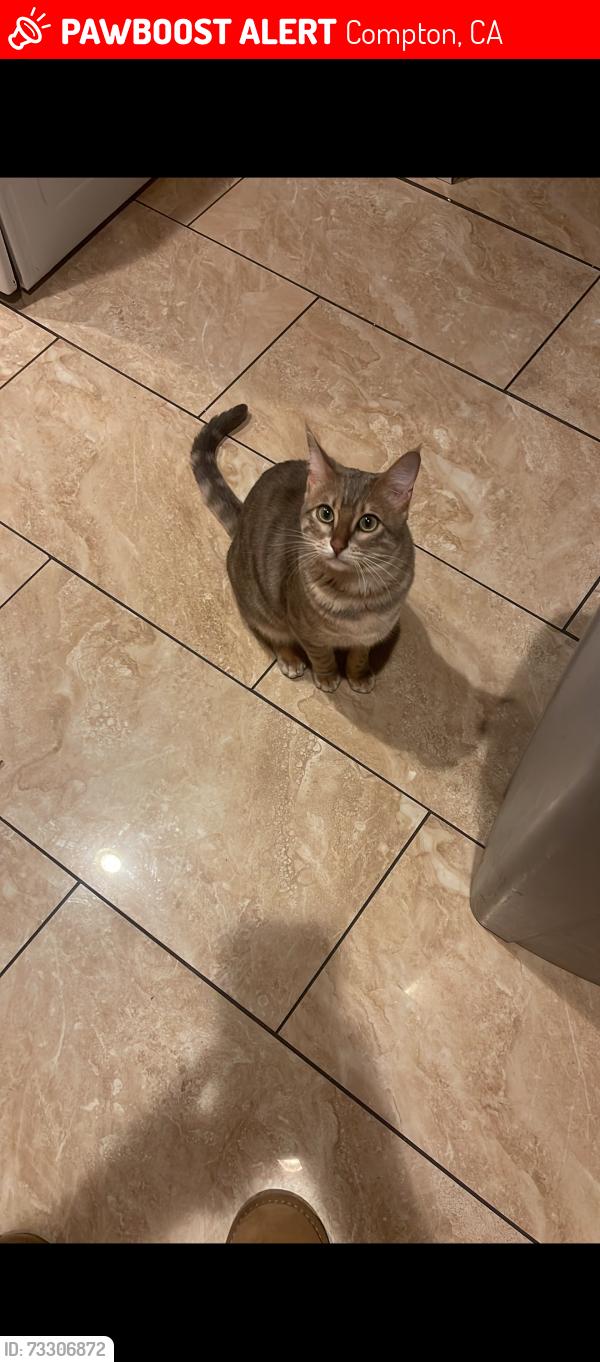Lost Female Cat last seen Harris st Compton, Compton, CA 90220