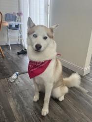 Lost Female Dog last seen Castro ln, Bakersfield, CA 93304