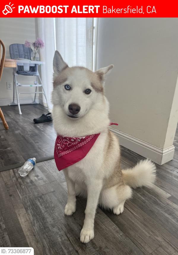 Lost Female Dog last seen Castro ln, Bakersfield, CA 93304
