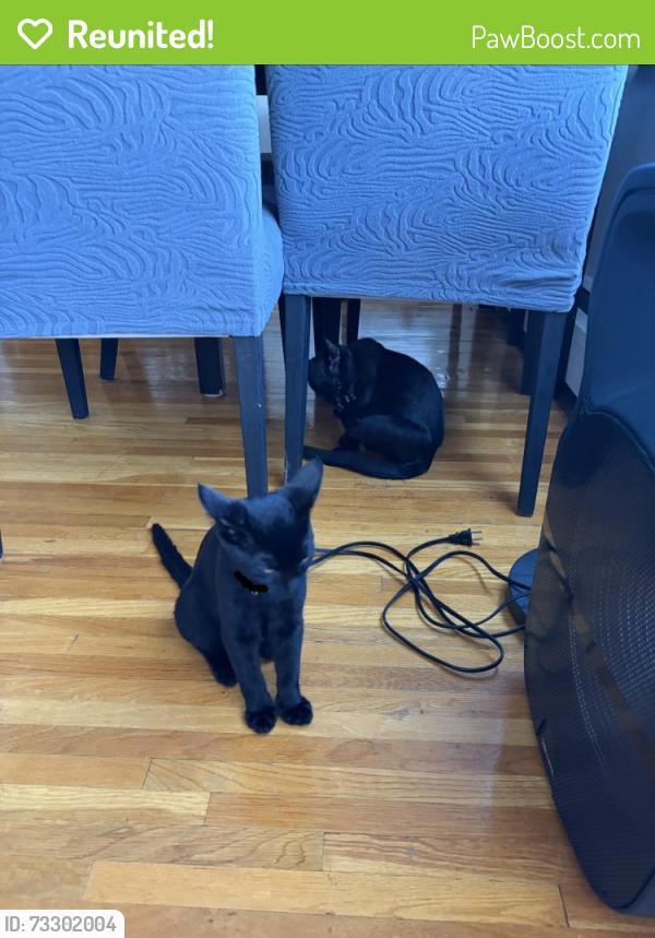 Reunited Male Cat last seen On Madison between Kitchener and Charles, Burnaby, BC V5C 3M5