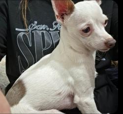 Reunited Male Dog last seen San Jacinto, San Jacinto, CA 92583