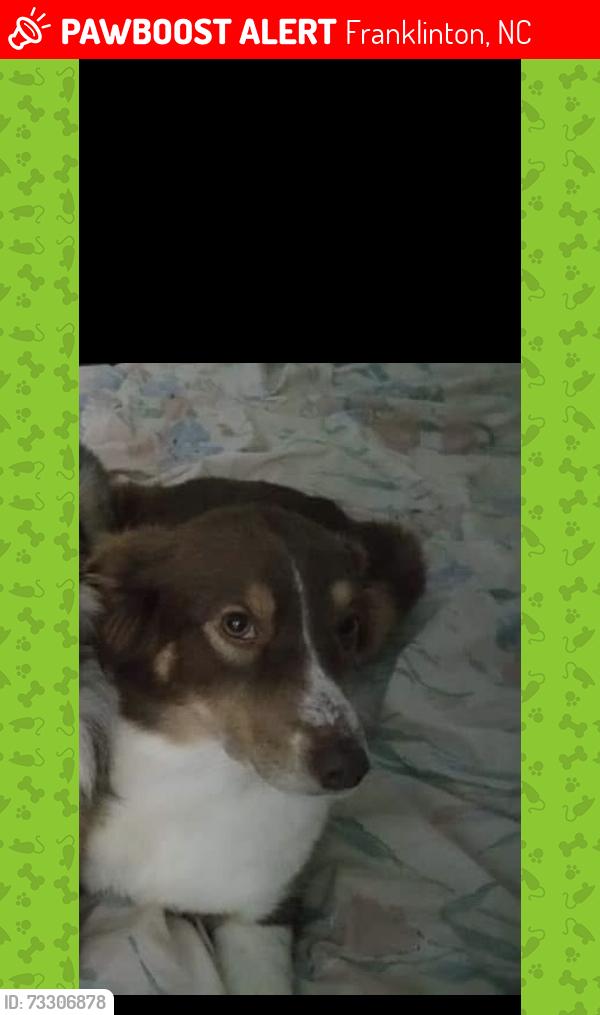Lost Female Dog last seen Franklinton green hill road, Franklinton, NC 27525