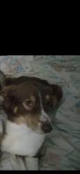 Lost Female Dog last seen Franklinton green hill road, Franklinton, NC 27525
