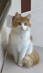 Reunited Female Cat last seen Home, Indianapolis, IN 46237