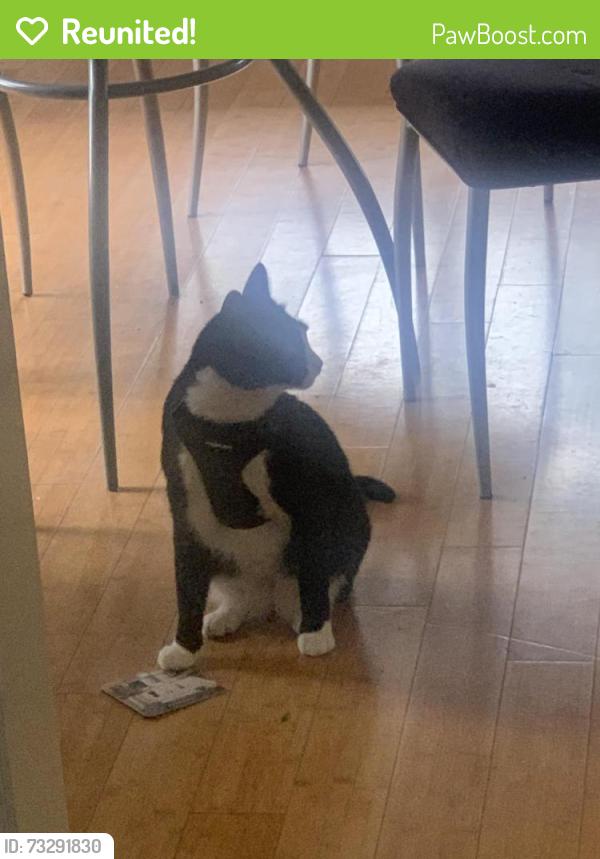 Reunited Male Cat last seen Evening Canyon & Seaward, Newport Beach, CA 92625