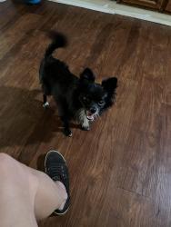 Reunited Female Dog last seen Wells Station and Reed Street, Memphis, TN 38108