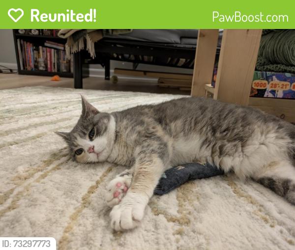 Reunited Female Cat last seen N. Fresno and N. 89th, Milwaukee, WI 53224