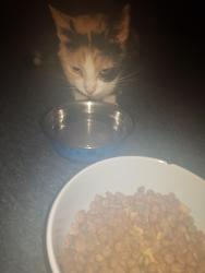 Reunited Female Cat last seen Brierfield, Brierfield, England 